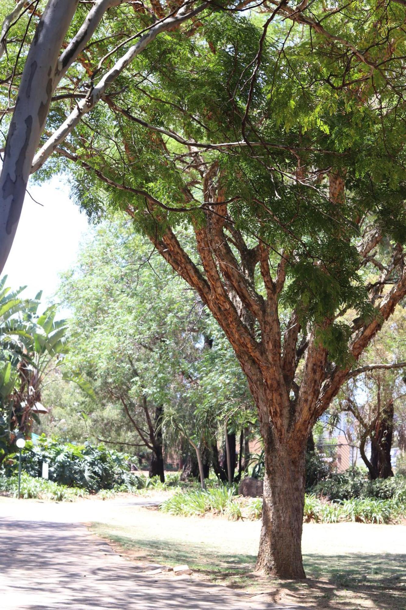 Khaya Africa Guesthouse Midrand Buitenkant foto