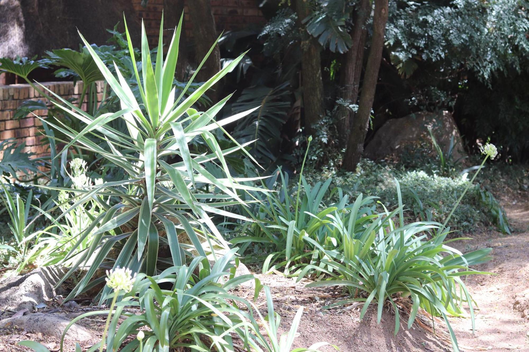 Khaya Africa Guesthouse Midrand Buitenkant foto